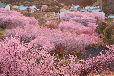 春は高知で花めぐり！高知の春花イベント情報をお届け！ ～ひと足早く春を告げる「雪割桜」、まもなく見頃を迎えます～