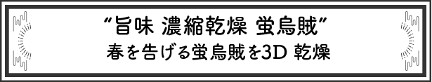 蛍烏賊