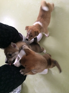 売上の一部を寄付！犬猫殺処分数ワーストの香川県より、 山奥にある小さな会社が全国の社会問題解決に挑戦　 「命をつなぐボラトリ応援プロジェクト」実施