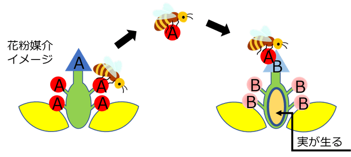 ミツバチを介した受粉