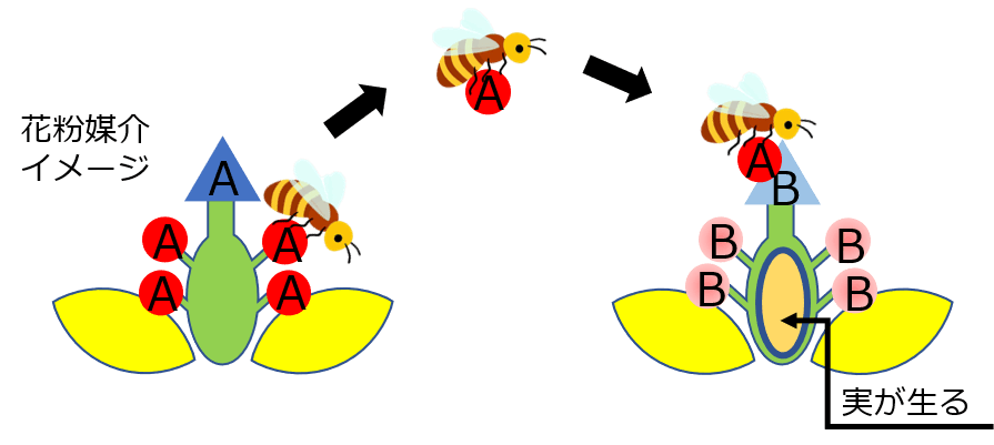 ミツバチを介した受粉