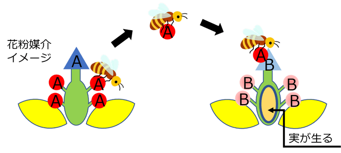 ミツバチを介した受粉