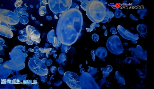 誰もいない水族館で生き物はどんな生活を送っているの？ 自宅にいながら全国8カ所の水族館がのぞけちゃう 「水族館オンライン配信」を開催　 海に行けない子どもたちの「好奇心」を応援！