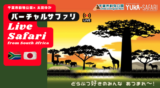 千葉市動物公園×太田 ゆか　“Live Safari from South Africa”