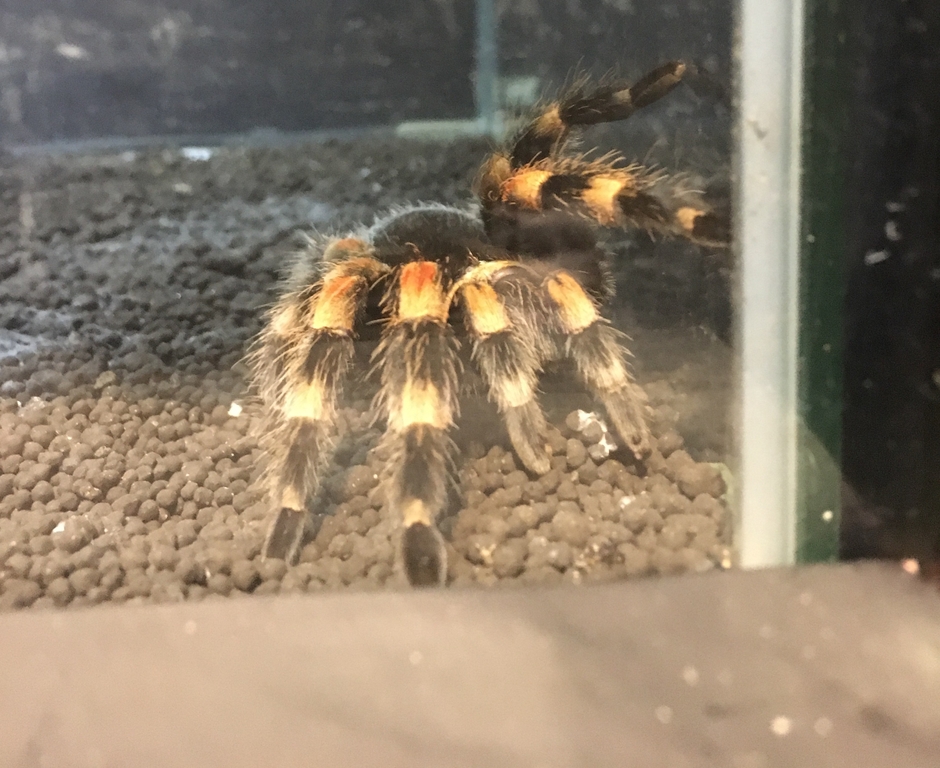 メキシカンレッドニー