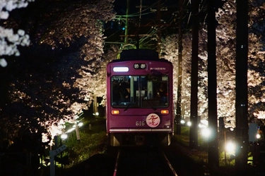 ～嵐電沿線の春の訪れ～ 嵐電“桜のトンネル”ライトアップと 「夜桜電車」の運行について