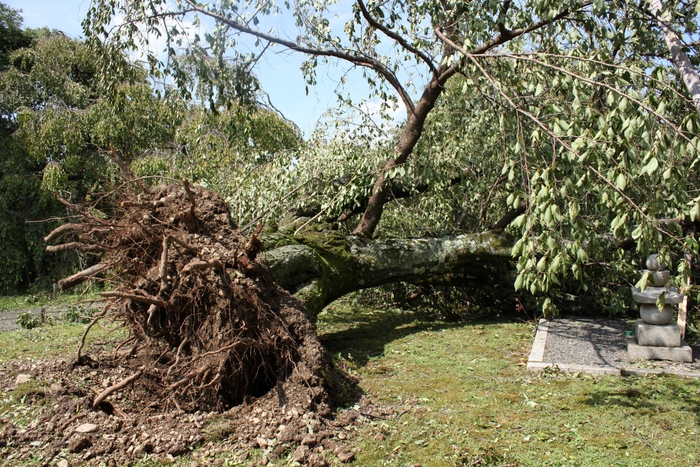 2018年台風21号で根こそぎ倒れた様子