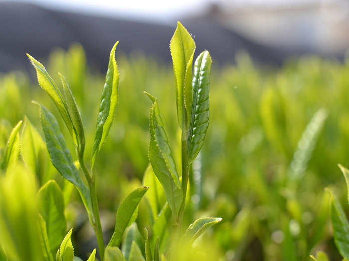 ボトリングティー【2020年・新茶】5