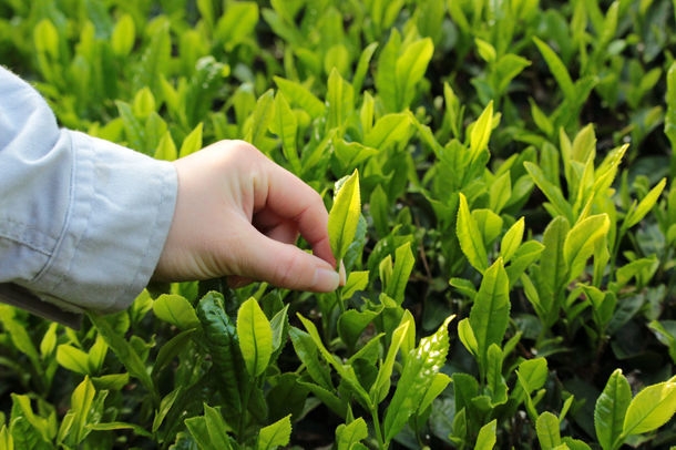 春収穫の一番茶のみ使用