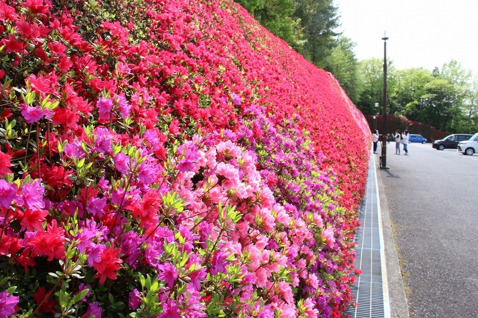 つどいの丘(キリシマツツジ)