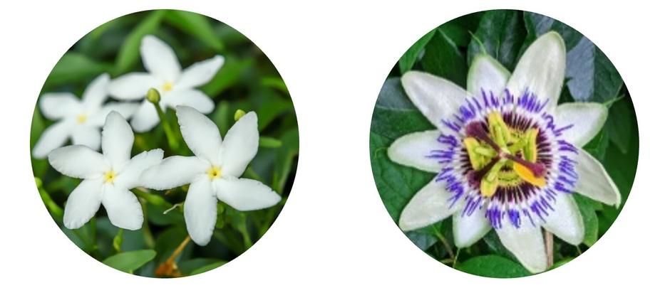 茉莉花(マツリカ)/時計草(クダモノトケイソウ)