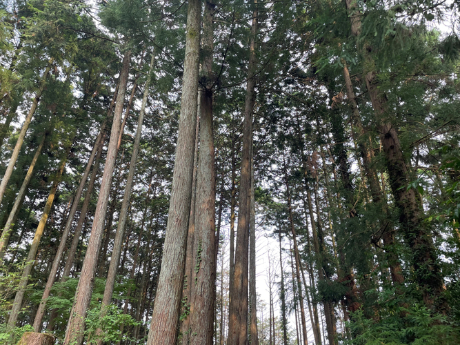 毛呂山町の森