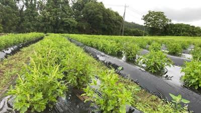 11月1日～本格始動！ぞうの堆肥でタイ野菜。 循環型農業への取り組み