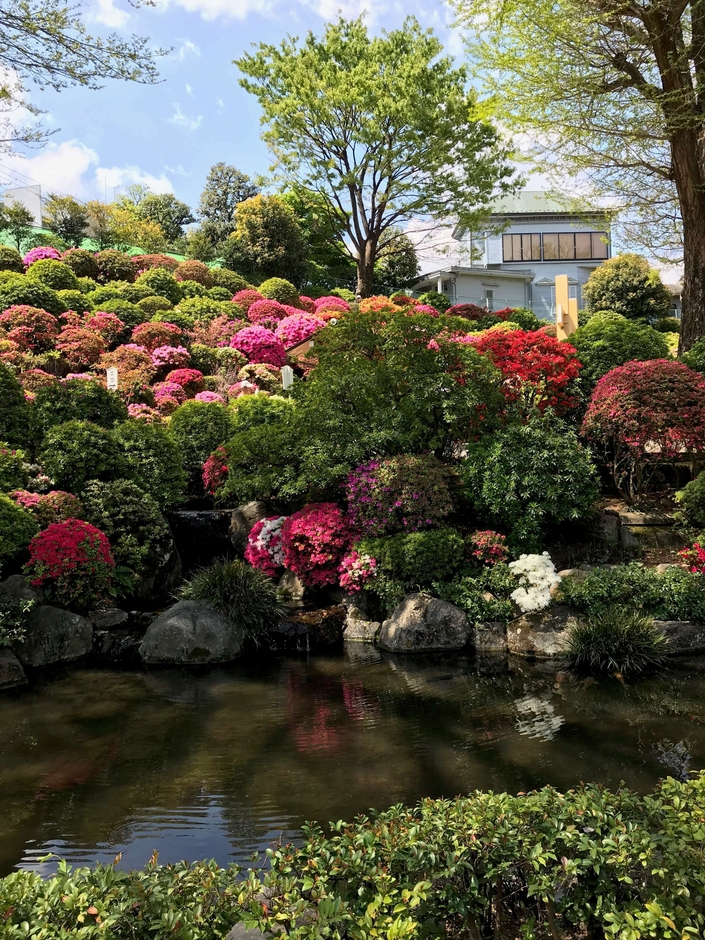根津神社　つつじ山