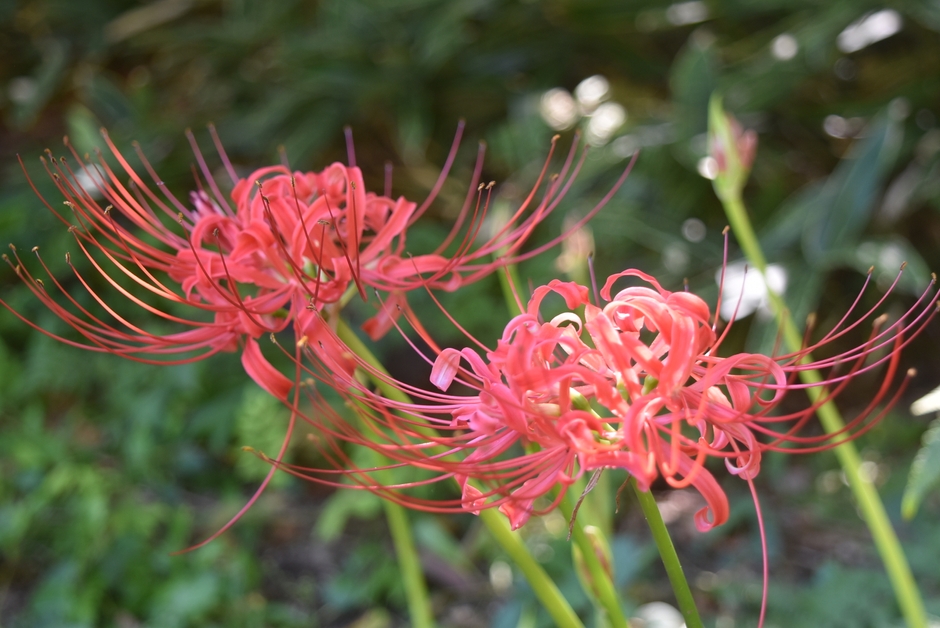 ヒガンバナの様子(9月15日撮影)