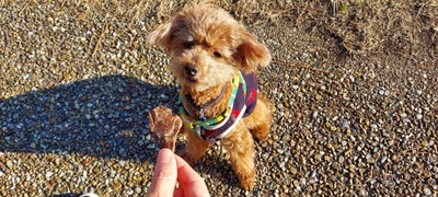 柔らかし上げで小型・老犬も食べやすい