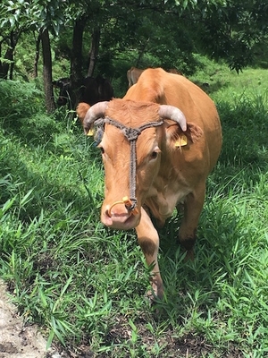 熊本県 あか牛