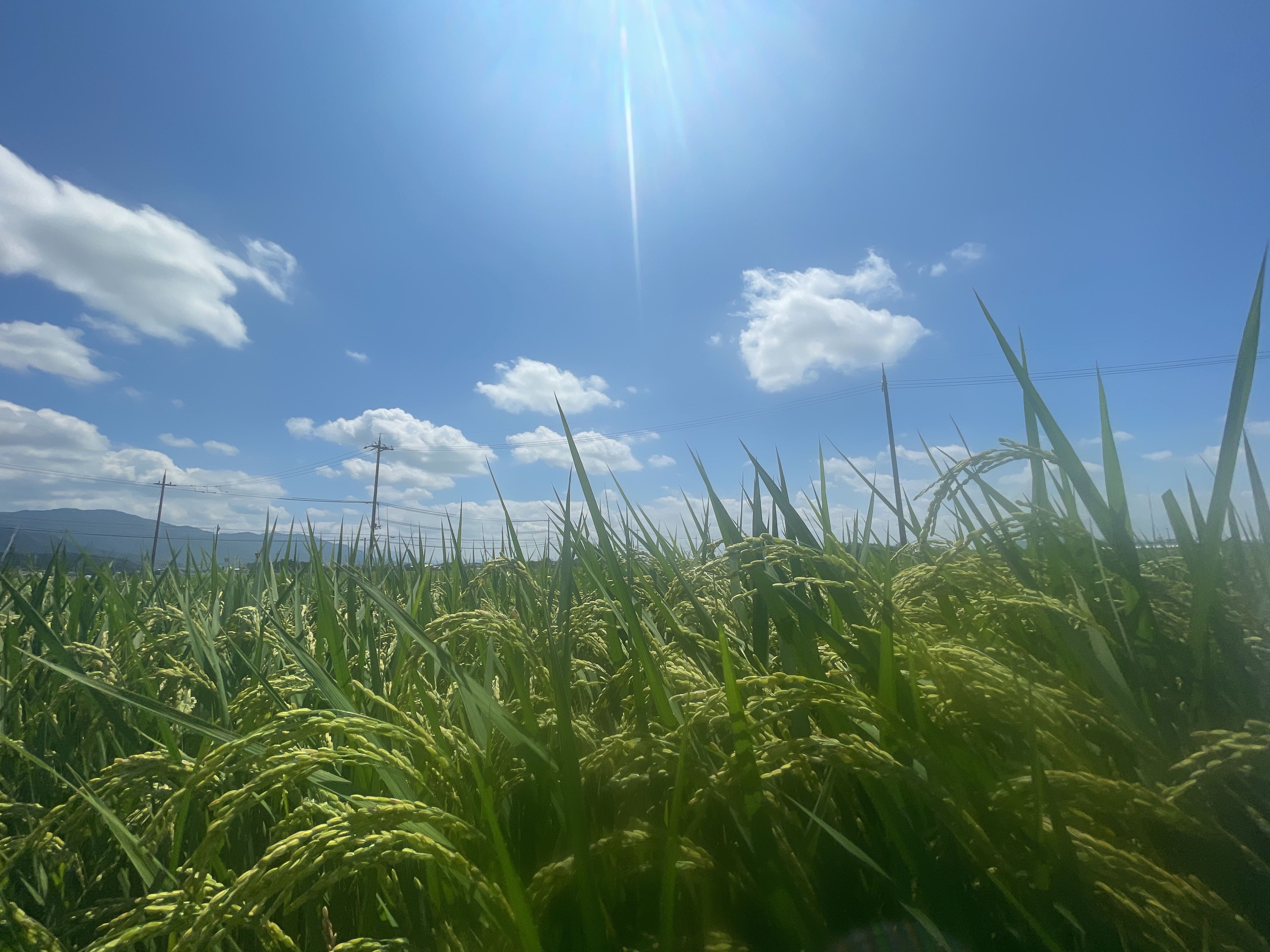 日本酒“はたしょう ”の酒米、吟吹雪が育つ田んぼ