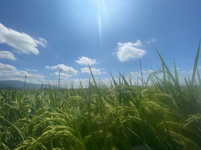日本酒“はたしょう ”の酒米、吟吹雪が育つ田んぼ