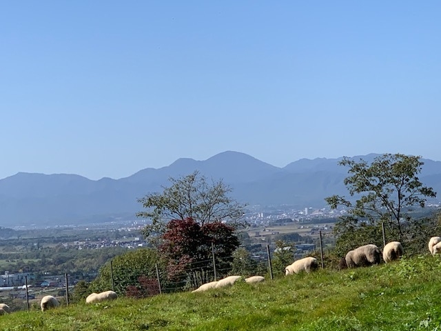 放牧中の羊たち