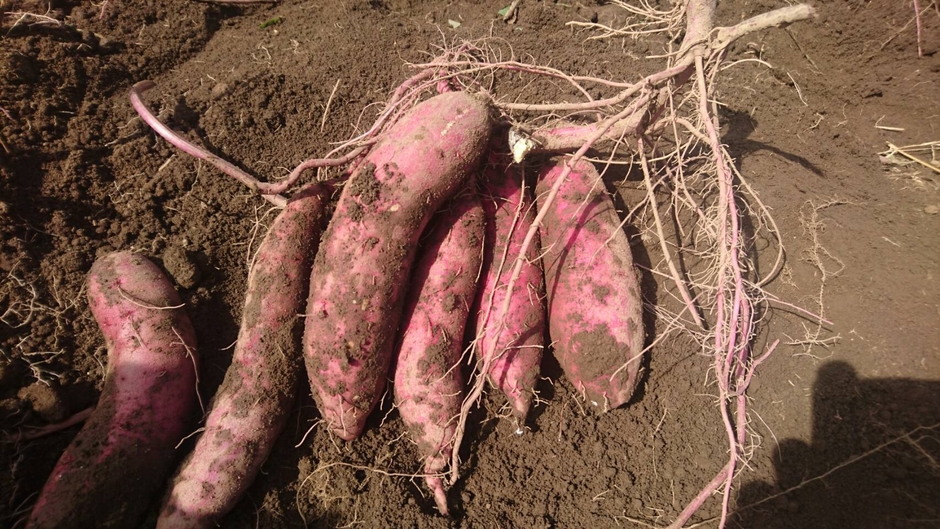 新潟県魚沼産さつまいも 紅はるか