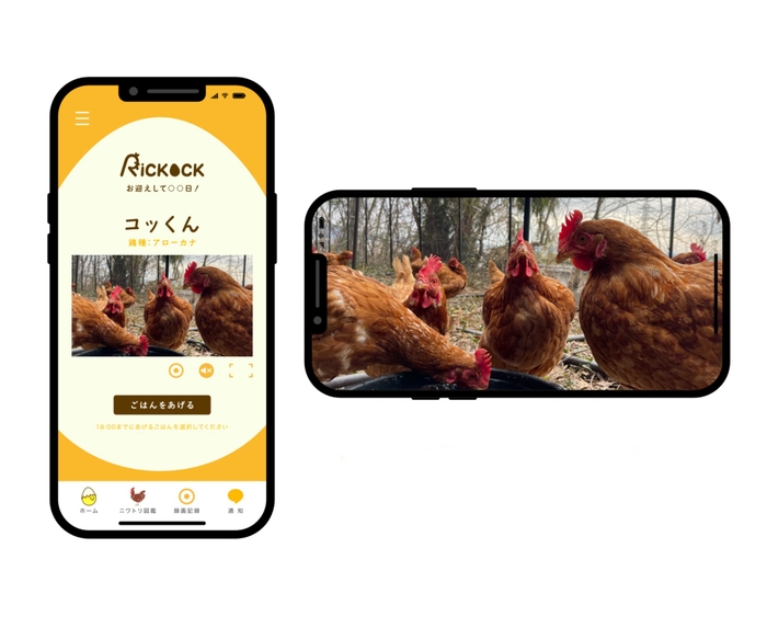 「リコック」のトップページとライブ配信されるニワトリたち（毛利さん提供）
