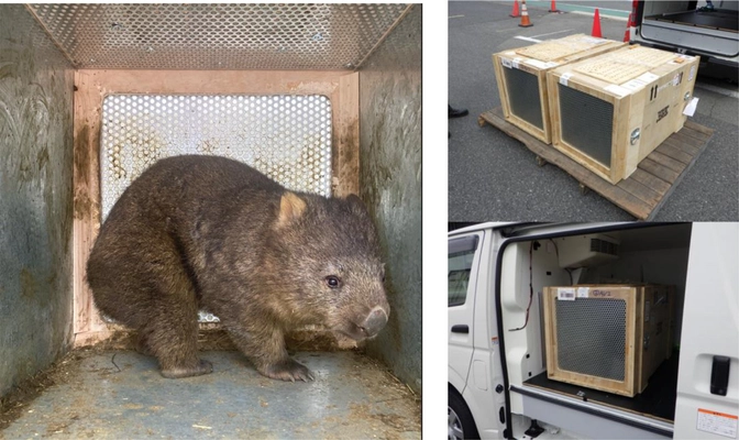 オーストラリアから大阪府池田市立五月山動物園へ ウォンバット2頭の輸送をサポートしました。