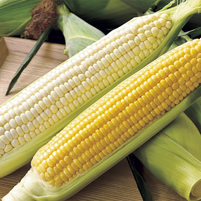 北海道名寄市産スイートコーン&ホワイトコーン食べ比べ