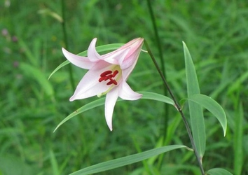 六甲高山植物園 淡いピンクの上品な花　ササユリが咲きました！