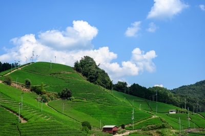 ▲石寺の茶畑(京都府景観資産登録第1号・日本遺産)