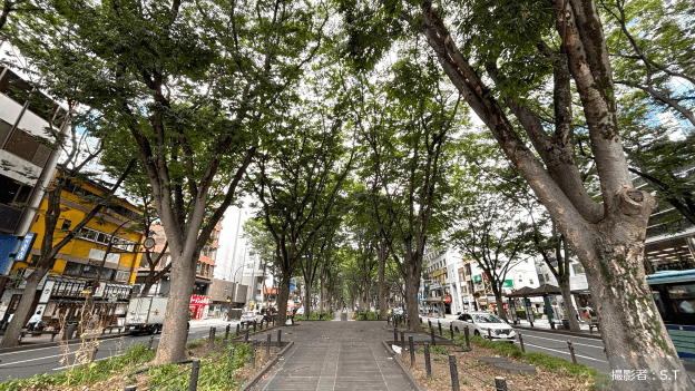 街路樹はただの木じゃない。私たちの暮らしを支えるその役割とは？