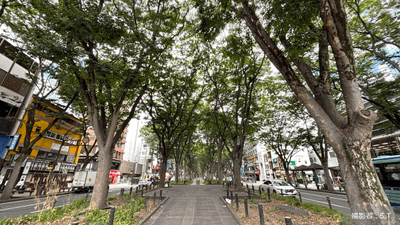 街路樹はただの木じゃない。私たちの暮らしを支えるその役割とは？