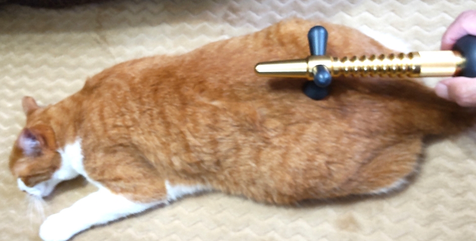 猫の腰部骨盤ケアタッピング