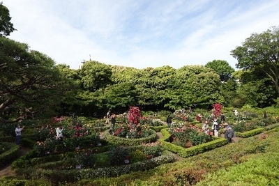 「春バラの早朝開園」(昨年の様子)