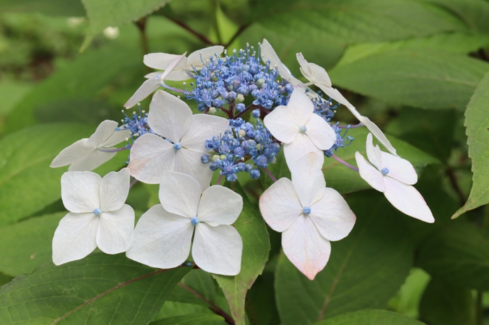 ヤマアジサイ‘大紅額’