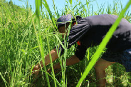 手作業による丁寧な除草