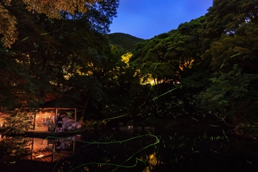 【6月東伊豆イベント情報】今しか体験できない幻想的風景！ 『東伊豆まち温泉郷 ほたる観賞の夕べ』6月5日(火)～開催！