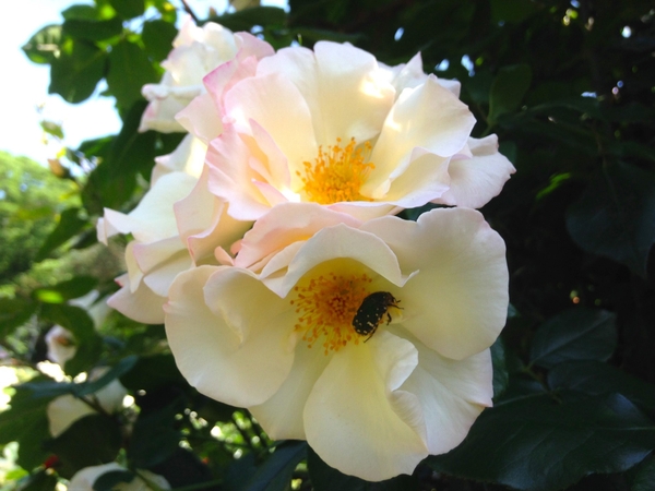 ウィンド・ソング