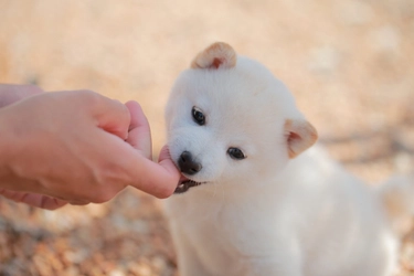 子犬の甘噛みは許してはいけない！甘噛みのしつけ方法について解説！