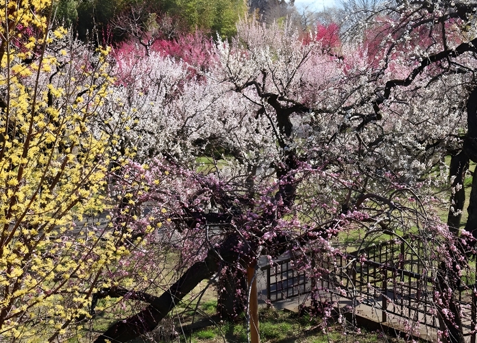 うめ園(令和7年撮影)