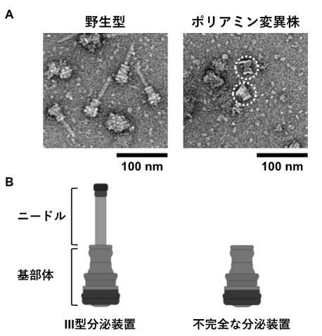 図3 ポリアミン変異株のIII型分泌装置はニードルを欠いた不完全な構造体である　（A）野生型およびポリアミン変異株より精製したIII型分泌装置の電子顕微鏡像。野生型では、基部体にニードルが結合した針状構造のIII型分泌装置が観察されるが、ポリアミン変異株より精製されたのは、点線円内に示されたニードルを欠いた基部体のみの不完全なIII型分泌装置である。（B）野生型およびポリアミン変異株より精製されたIII型分泌装置の模式図。