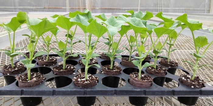 メロンのアースストレート苗