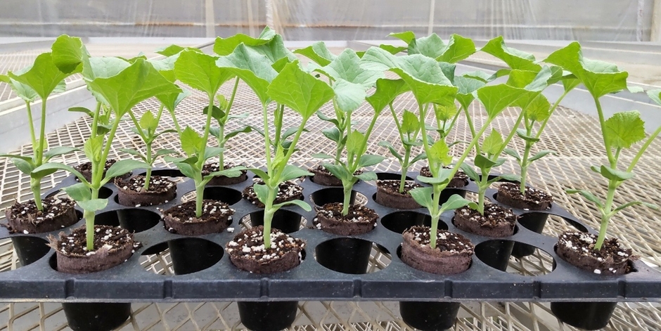 メロンのアースストレート苗