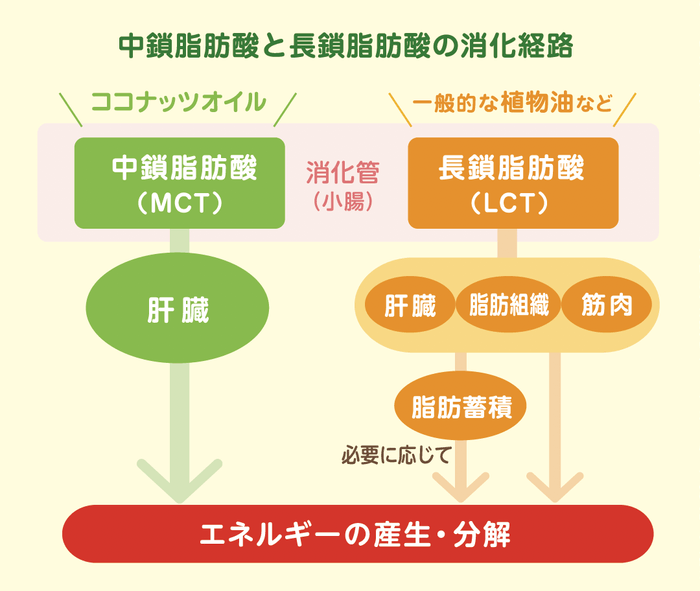 MCT(中鎖脂肪酸)とLCT(長鎖脂肪酸)の消化経路