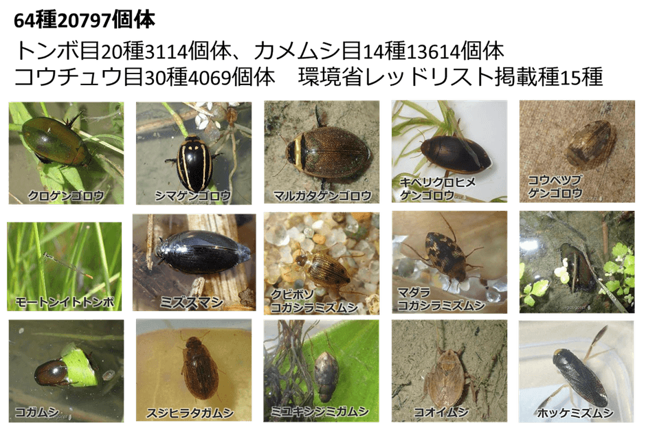 図2 水生昆虫類の出現種