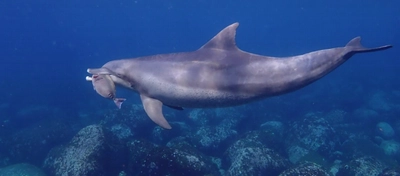 野生ミナミハンドウイルカの餌生物と採餌行動を水中観察で確認　準絶滅危惧種の生態解明と保全につながる国内初の研究成果