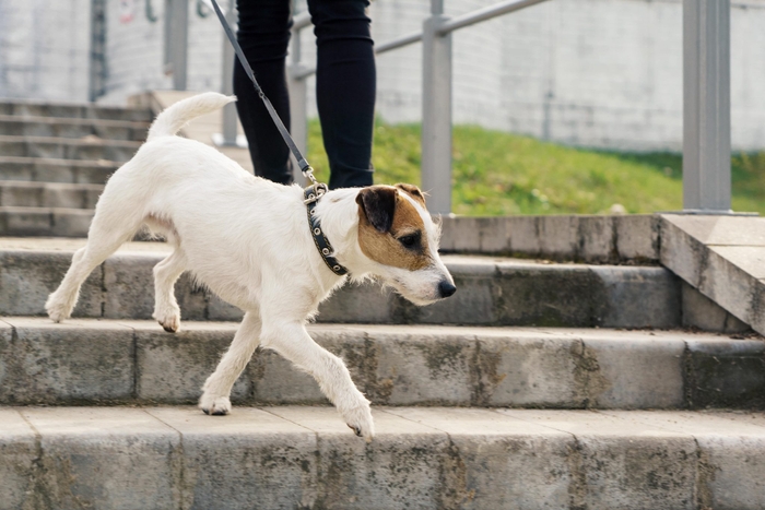 骨の細い小型犬は特に、注意しておかなければいけないお散歩コースがあります。