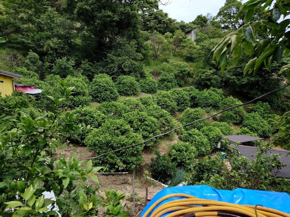 学びの場であるレモン農園