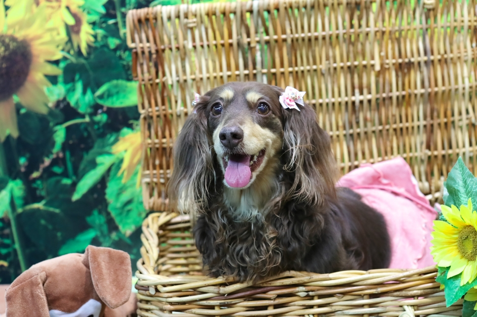 フォトスポットで愛犬のお写真を♪