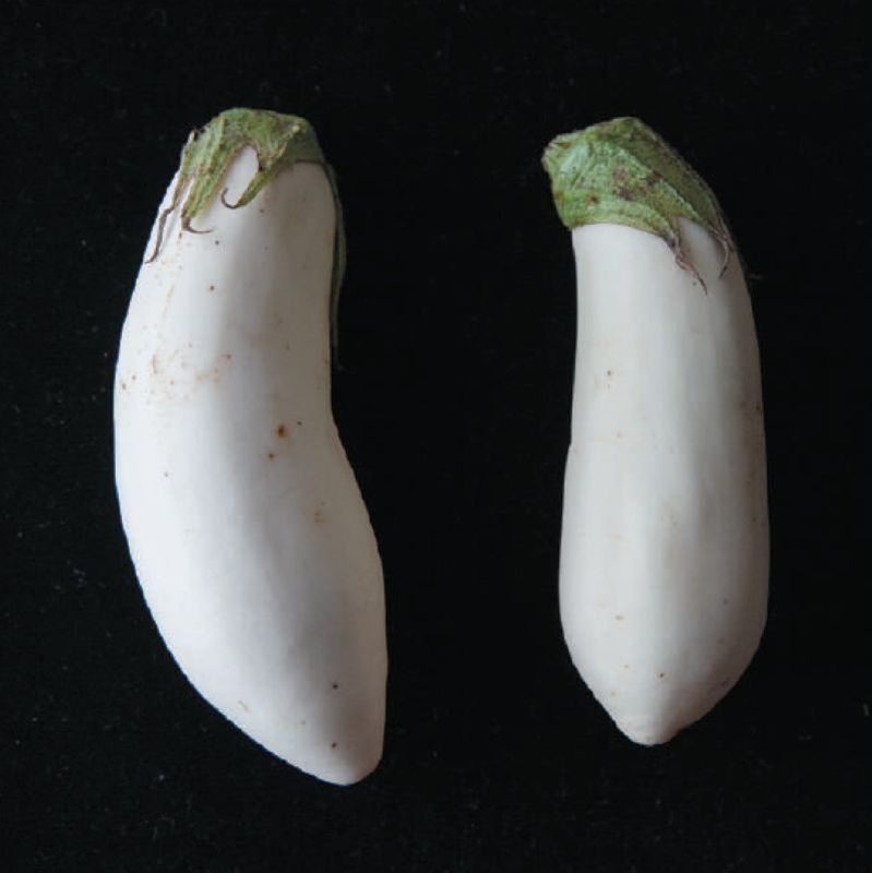 「越後白茄子」純白の実と黄緑のヘタがうつくしい。果肉は緻密で甘みがあり、加熱するとトロリとした食感に。